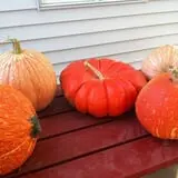 Allen's Orchard photo