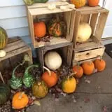 Allen's Orchard photo