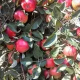 Allen's Orchard photo