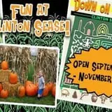 Clinton Sease Farm Corn Maze & Pumpkin Patch photo