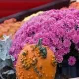 Pettingill Fruit Farm photo