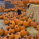 Pettingill Fruit Farm photo