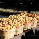 Pettingill Fruit Farm photo