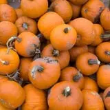 Pettingill Fruit Farm photo