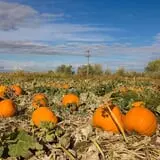 Pettingill Fruit Farm photo