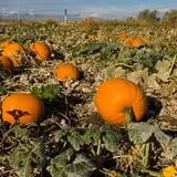Pettingill Fruit Farm photo