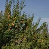 Pettingill Fruit Farm photo