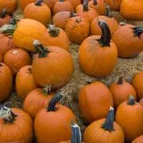 Pettingill Fruit Farm photo