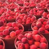 Pettingill Fruit Farm photo