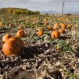 Pettingill Fruit Farm photo