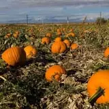 Pettingill Fruit Farm photo