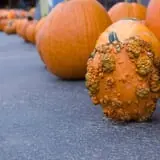 Pettingill Fruit Farm photo