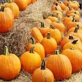 Pumpkin Festival at Mainstage Center for the Arts photo