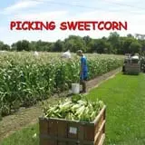 Big M Berry Patch photo