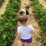 Big M Berry Patch photo