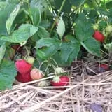 Big M Berry Patch photo