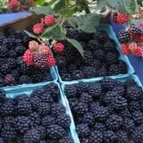 Big M Berry Patch photo