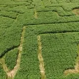 CM Farms Corn Maze photo