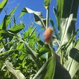 Cajun Country Corn photo