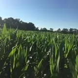 Cajun Country Corn photo