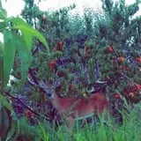 Hagen Family Orchard photo