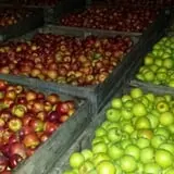 Hagen Family Orchard photo