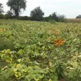 Hagen Family Orchard photo