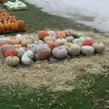 Hagen Family Orchard photo