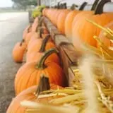 Hagen Family Orchard photo