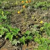 Hagen Family Orchard photo
