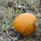 Hagen Family Orchard photo