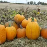 Hagen Family Orchard photo