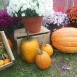 Boothby's Orchard & Farm photo