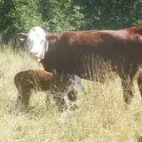 Boothby's Orchard & Farm photo