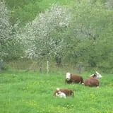 Boothby's Orchard & Farm photo