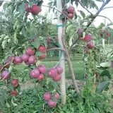 Boothby's Orchard & Farm photo