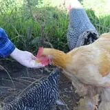 Whistling Well Farm photo