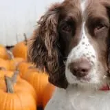Whistling Well Farm photo