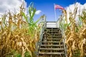 Corn Maze at Forrest Hall Farm