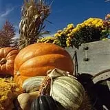 Pumpkin Picking at Sussex County Strawberry Farm photo