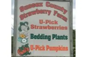 Pumpkin Picking at Sussex County Strawberry Farm