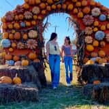 Jurassic  Pumpkin Patch  photo
