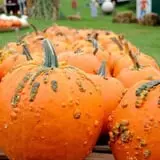 Will's Cackleberry Castle Pumpkin Farm photo