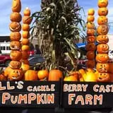 Will's Cackleberry Castle Pumpkin Farm photo