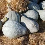 Will's Cackleberry Castle Pumpkin Farm photo