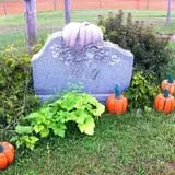 Will's Cackleberry Castle Pumpkin Farm photo