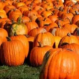 Will's Cackleberry Castle Pumpkin Farm photo