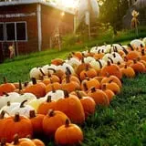 Will's Cackleberry Castle Pumpkin Farm photo