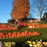 Will's Cackleberry Castle Pumpkin Farm photo