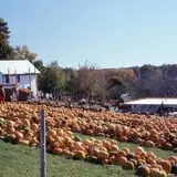 Will's Cackleberry Castle Pumpkin Farm photo